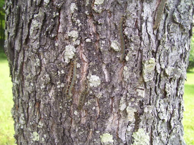 caterpillars2.jpg