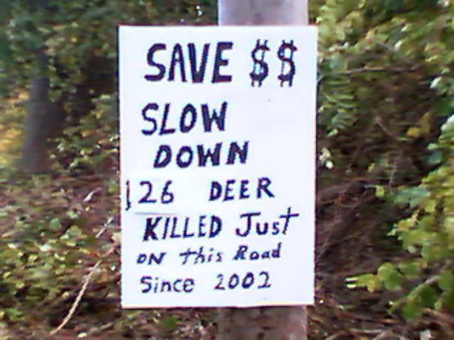 Funny deer sign #3 funny deer pictures. Funny deer sign #3