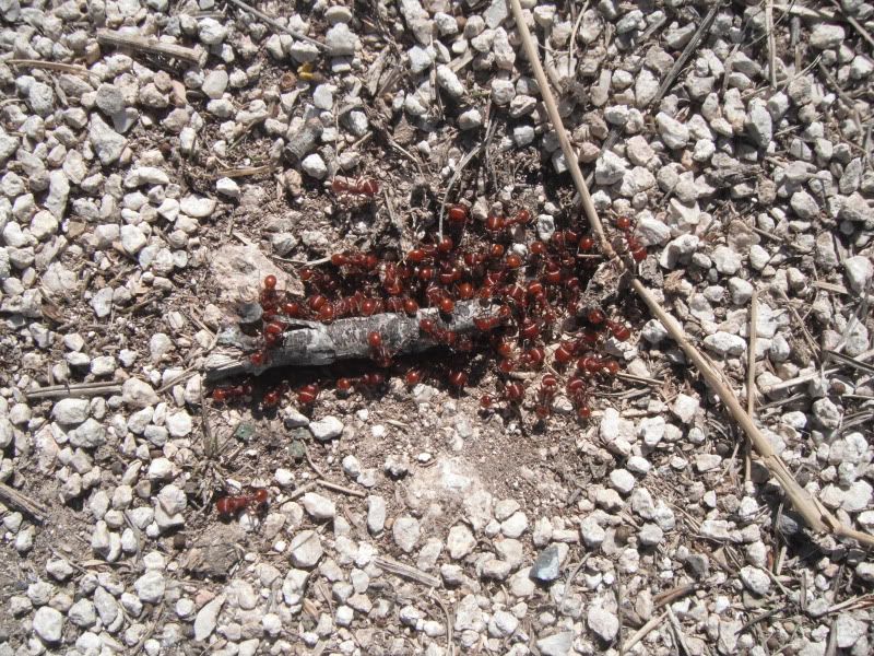 fireants.jpg
