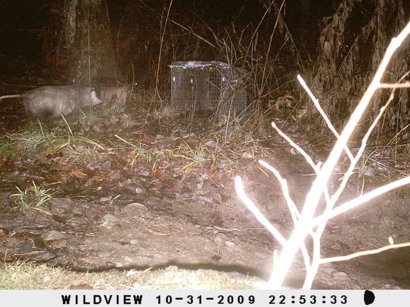 opossum.jpg