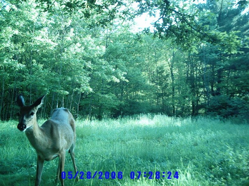 trailcam1014.jpg
