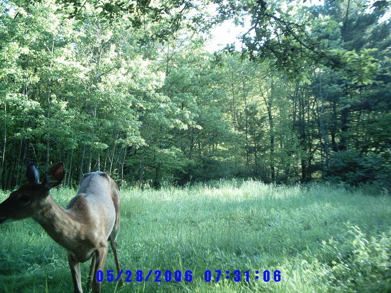 trailcam1015.jpg