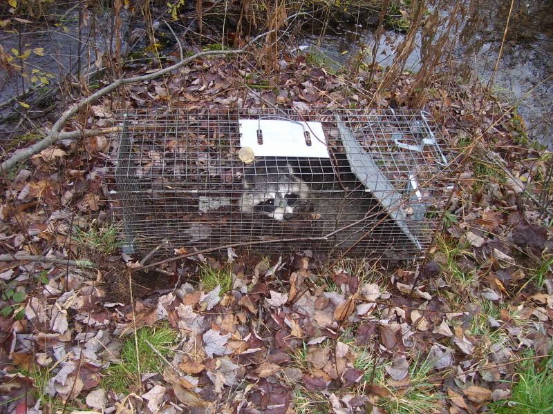 trappedcoon.jpg