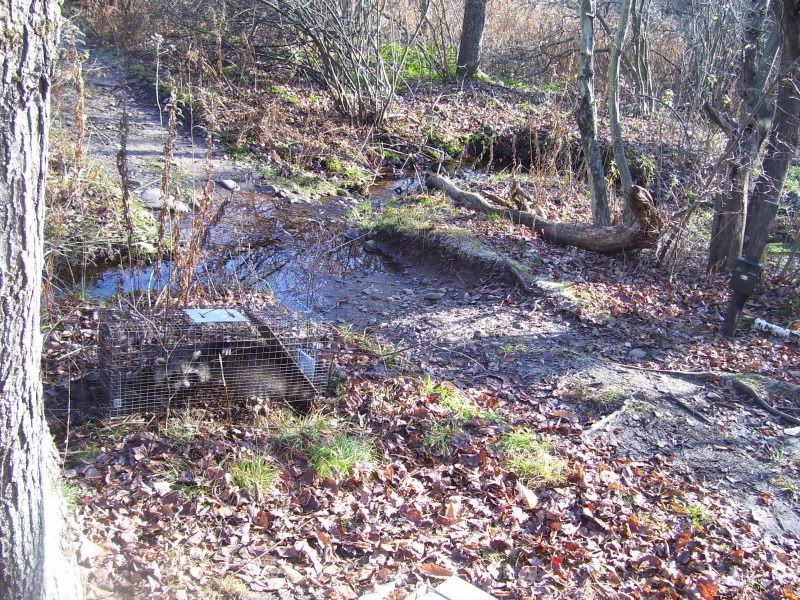 trappedcoonatcreekbottom.jpg