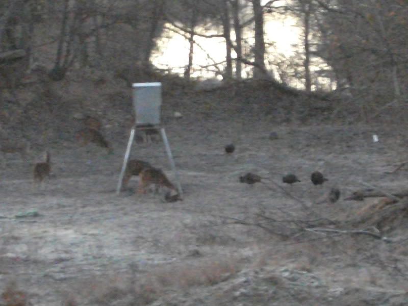 turkeysatfeeder.jpg