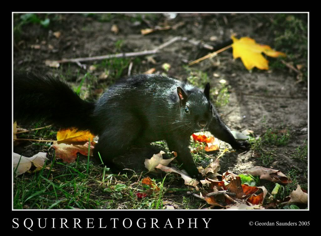 Framed-Squirreltogprahy-2005-10-17-.jpg