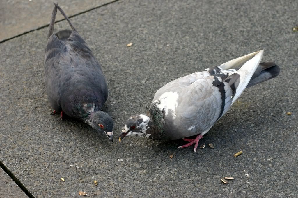 IMG_4180-PigeonPortrait.jpg