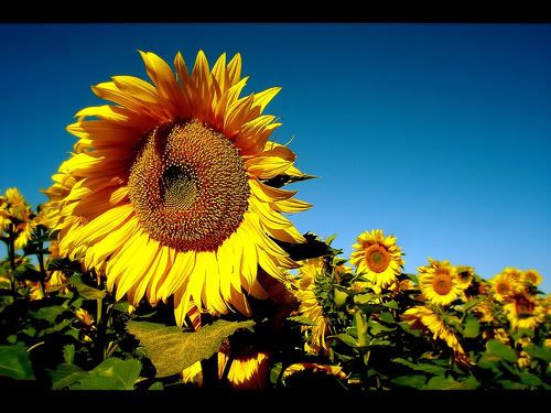 sunflower background wallpaper. Sunflower Wallpaper Desktop