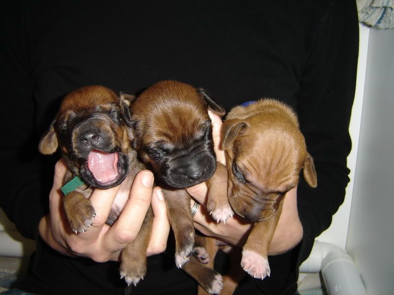 IMAGE: http://i9.photobucket.com/albums/a52/nced_12/3boys.jpg