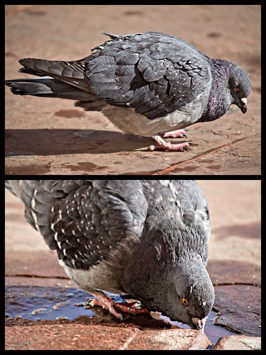 IMAGE: http://i9.photobucket.com/albums/a52/nced_12/HHQ.jpg