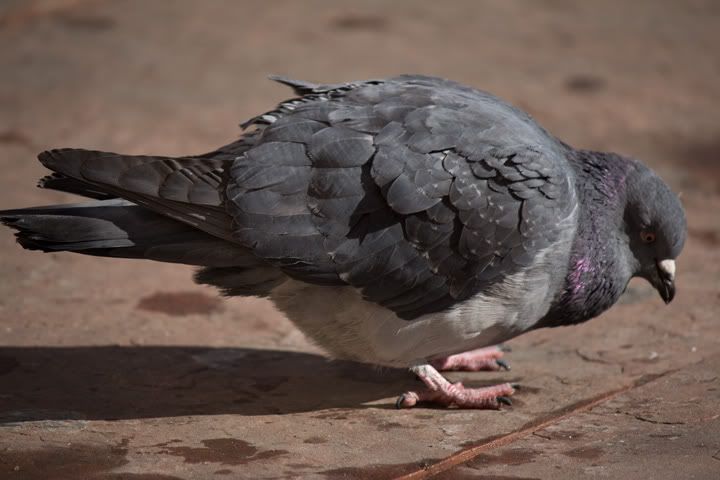 IMAGE: http://i9.photobucket.com/albums/a52/nced_12/IMG_1035.jpg