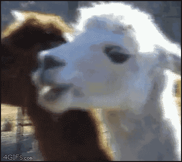Dramatic_Alpaca.gif