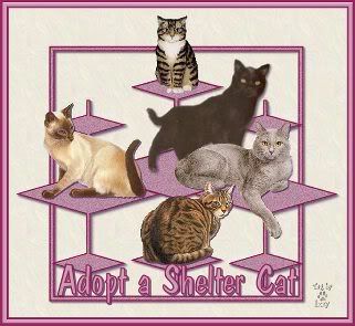 AdoptShelterCat.jpg picture by CeciliaM