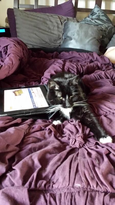  photo Kittysparkles_zps3966f910.jpg