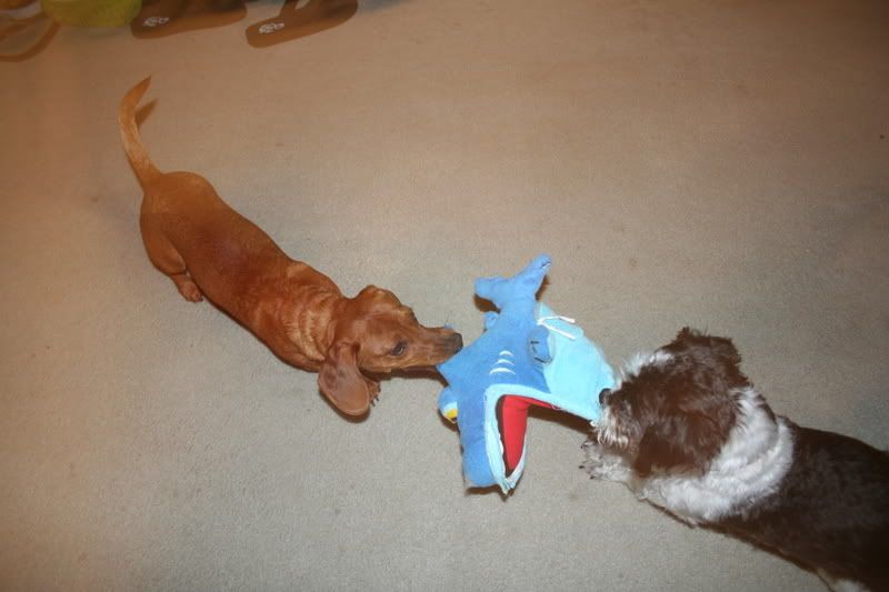 Photobucket - Video and Image Hosting