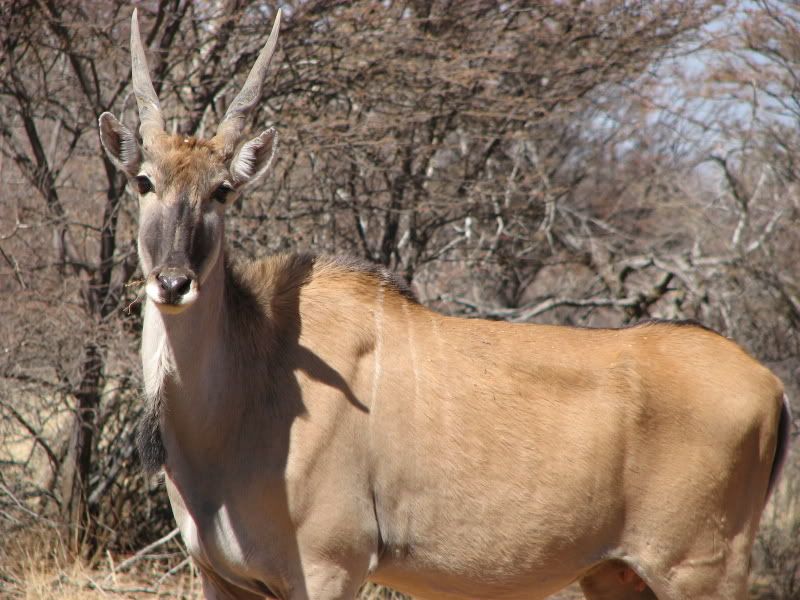 Cow eland