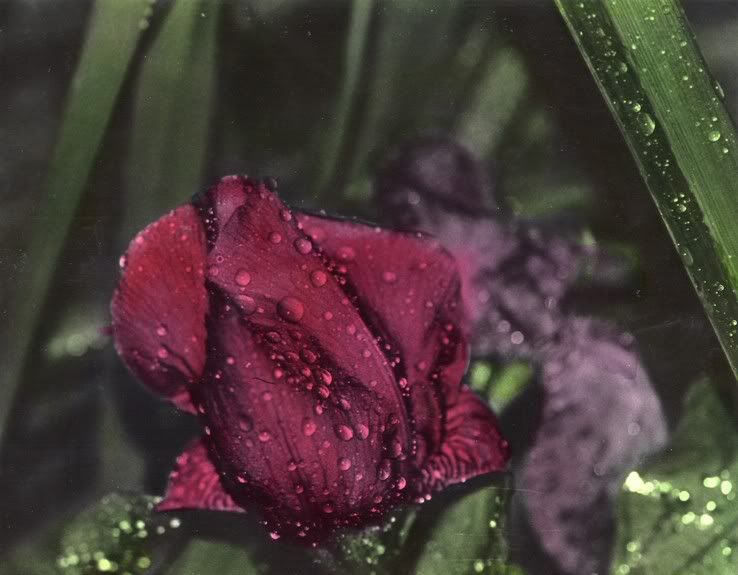 photo Rose.jpg