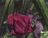  photo Rose.jpg