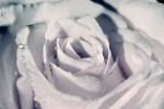 Blanc Rose photo d3122f2a.jpg