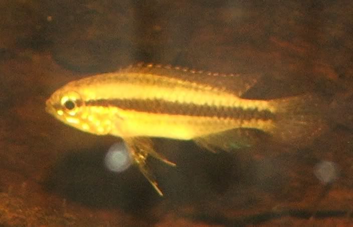 apistosp1.jpg