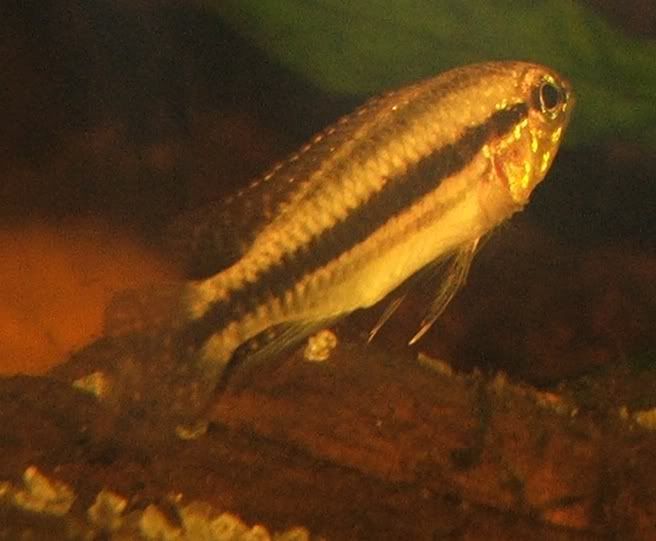 apistosp3.jpg