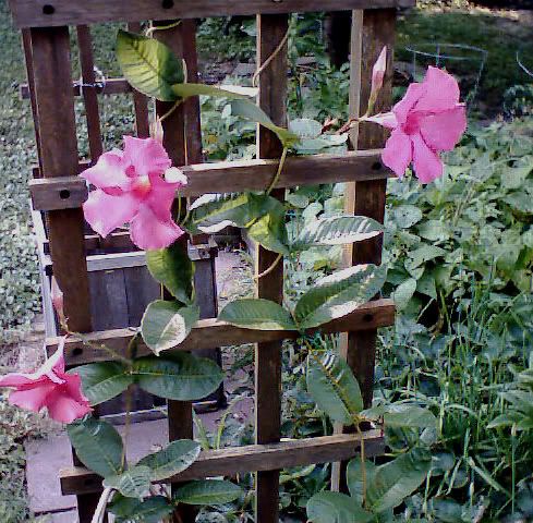 Flower Picture Guide on Two Buds And Now It Has Grown Into A Gorgeous Frequently Flowering