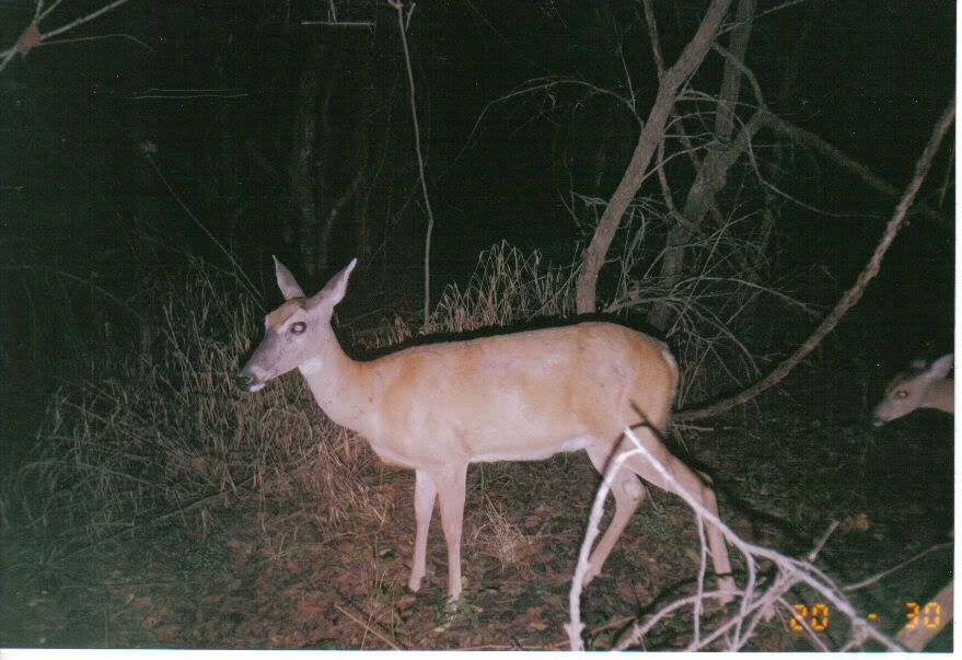 doe-fawn.jpg