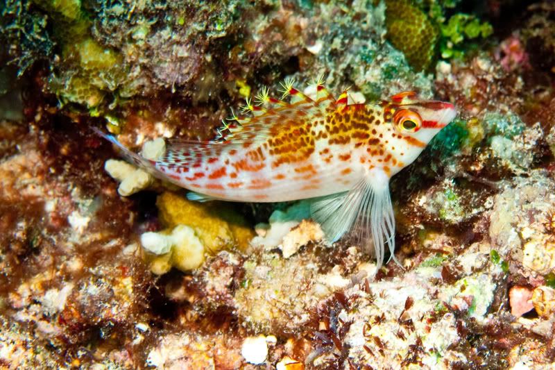 Hawkfish.jpg