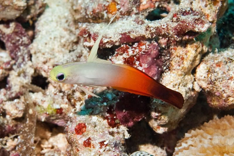 blenny.jpg