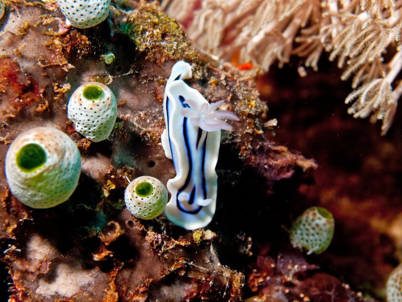 nudi2.jpg