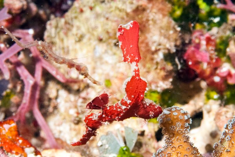 ornatepipefish.jpg