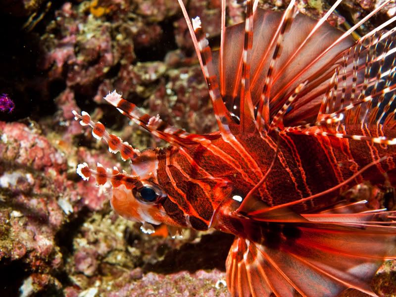 Lionfish1.jpg