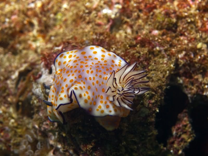 Nudi7.jpg