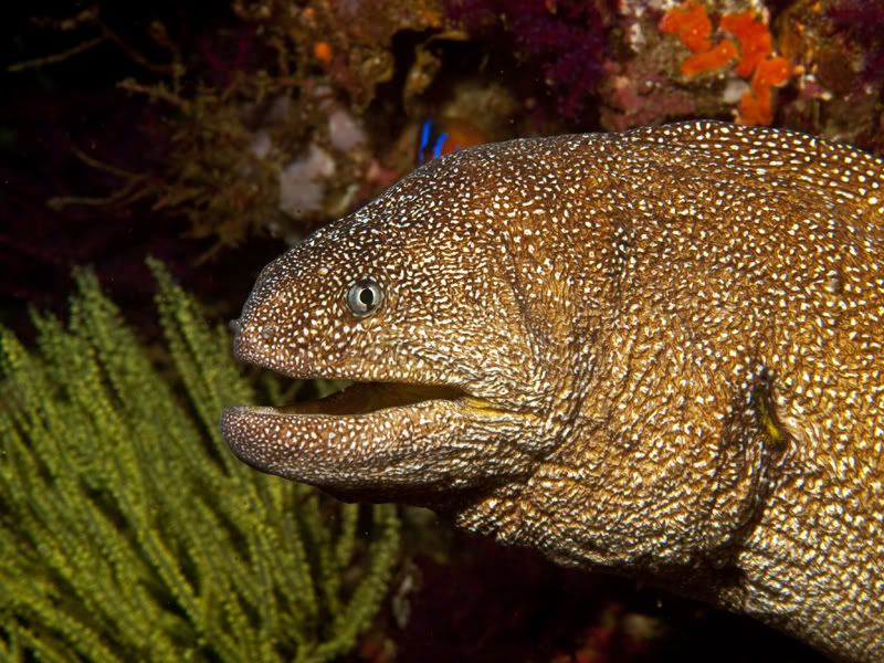 YellowmouthMoray.jpg