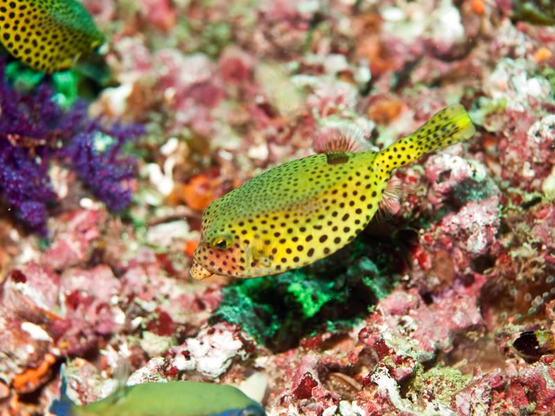 boxfish-1.jpg