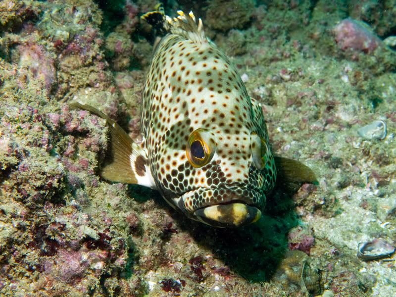 grouper.jpg