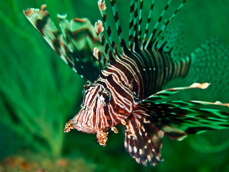 lionfish-1.jpg