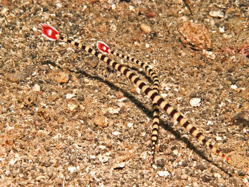 BandedPipefish.jpg