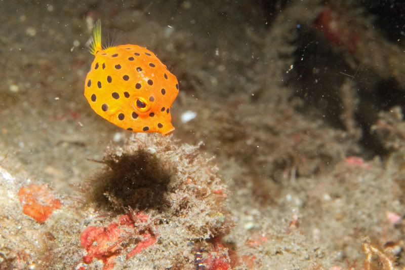 Boxfish-1.jpg