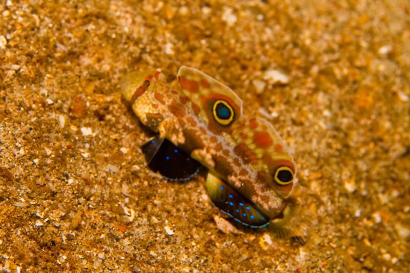 Goby.jpg