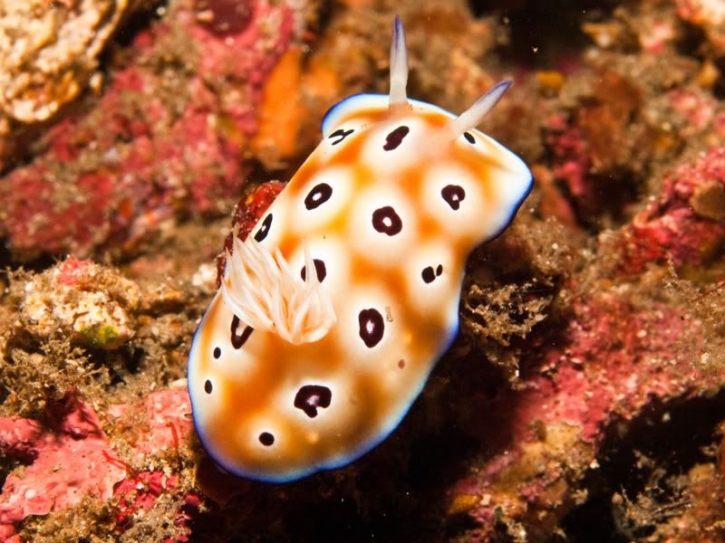 Nudi0.jpg