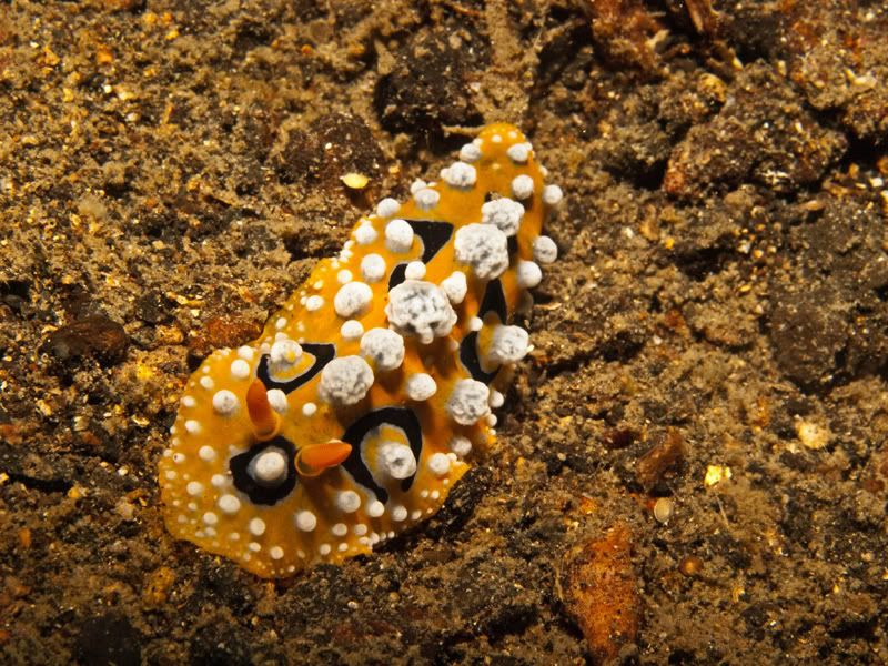 Nudi7.jpg