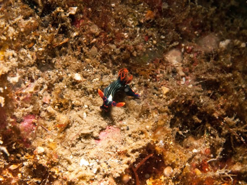 Nudi9.jpg