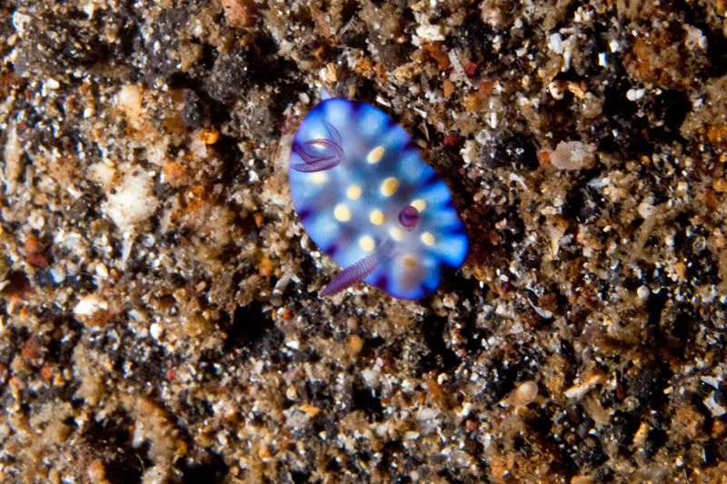 Nudibranch-1.jpg