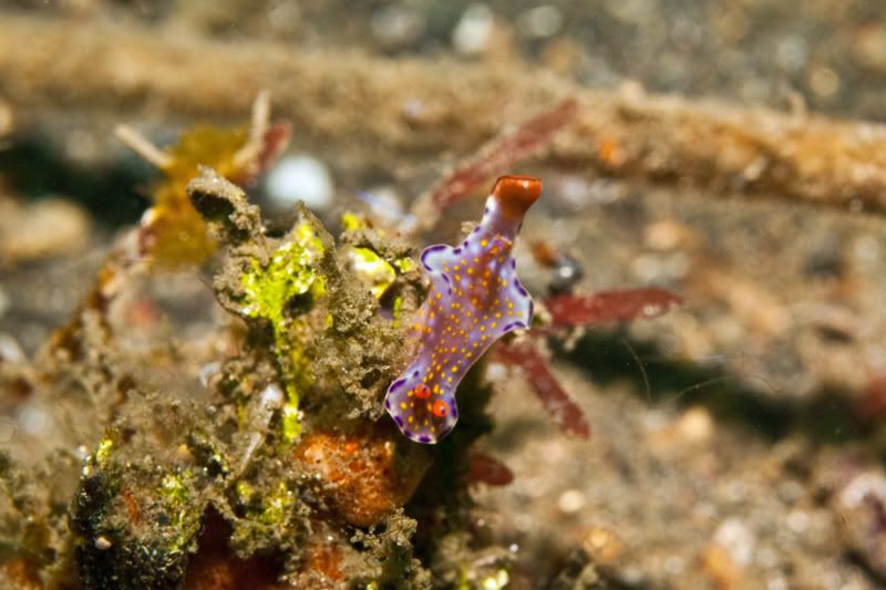 Nudibranch1.jpg