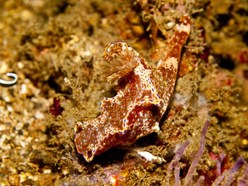 Nudibranch10.jpg