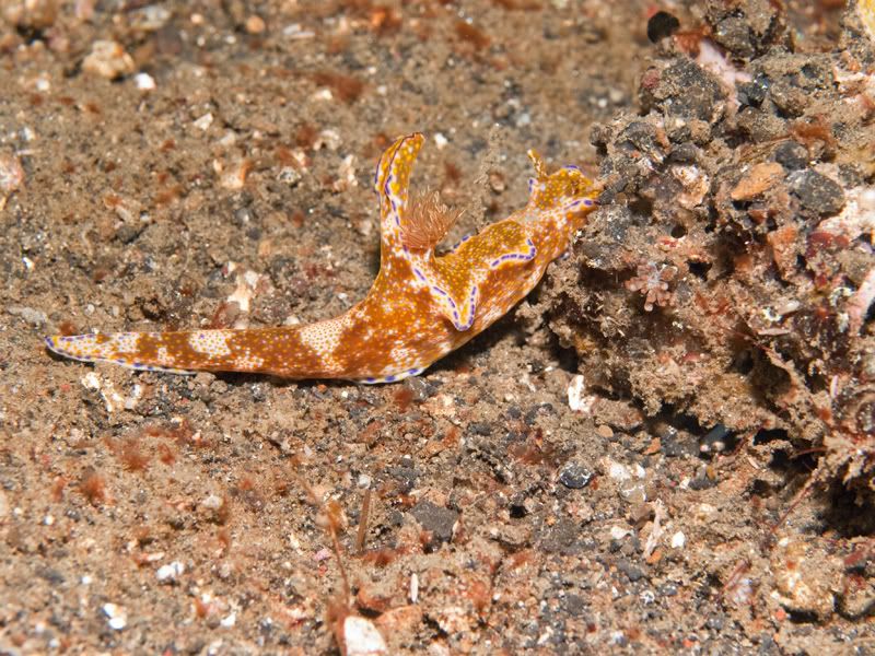 Nudibranch2.jpg