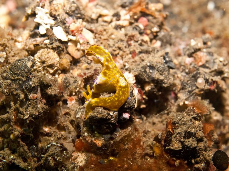 Nudibranch3.jpg