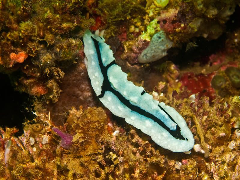 Nudibranch5.jpg