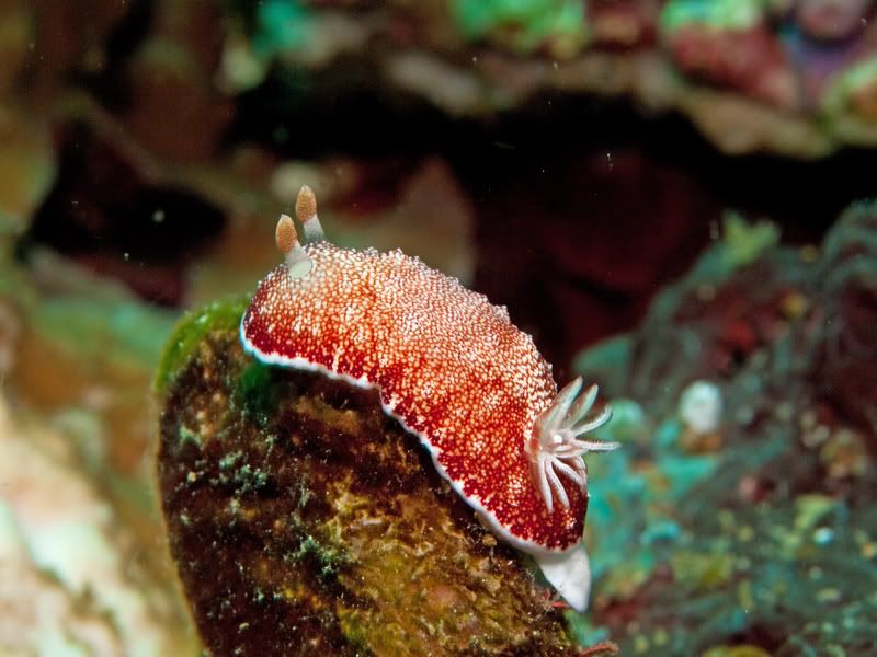 Nudibranch6-1.jpg